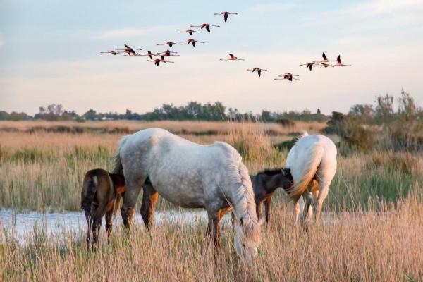Вилла Camargue Beauvoisin  Экстерьер фото